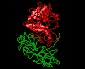 Molecular structure of the toxin Ricin, a protein from the Castor bean plant